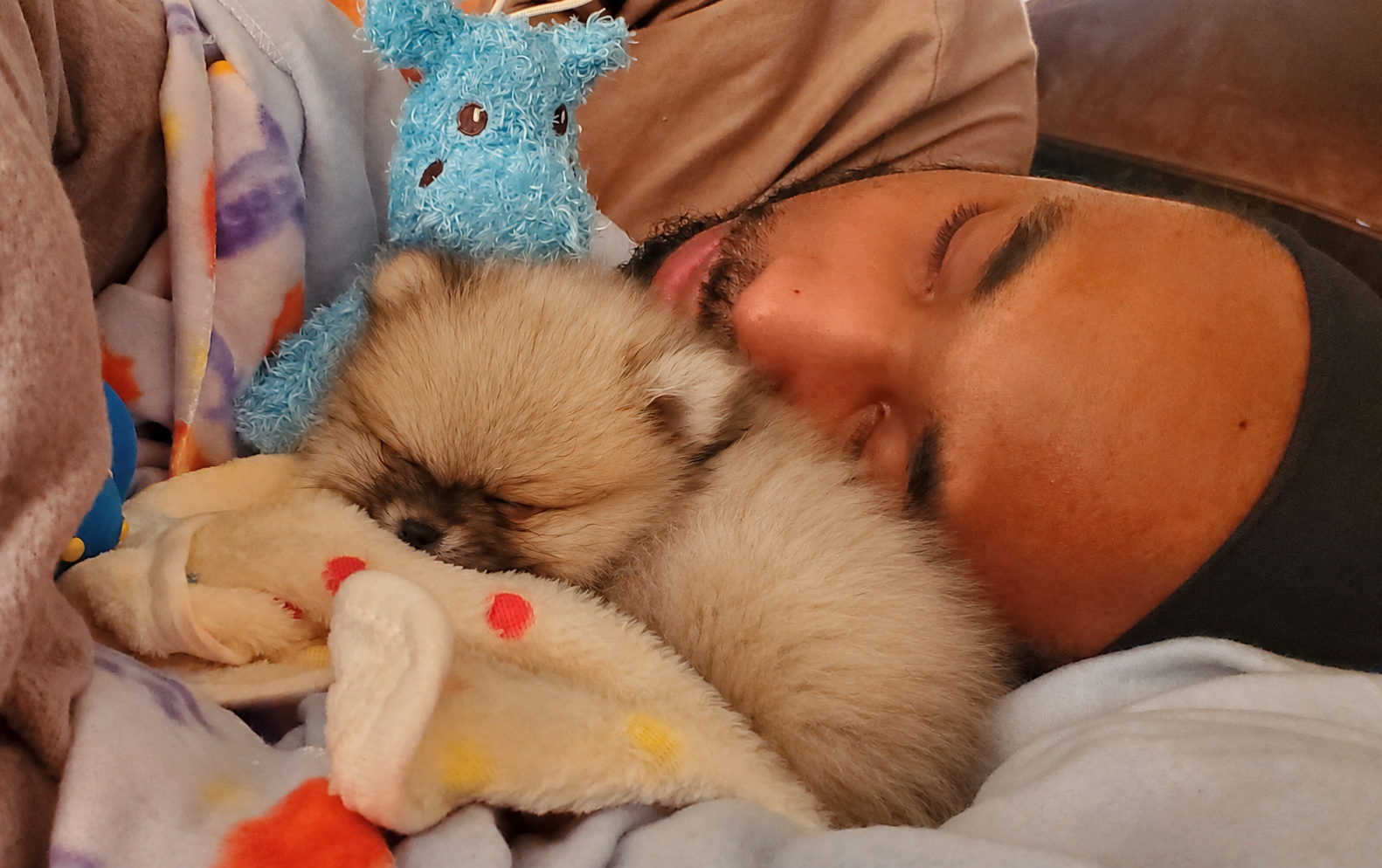 Man napping with his tiny Pomeranian puppy snuggled up beside him from Cream-Puffs