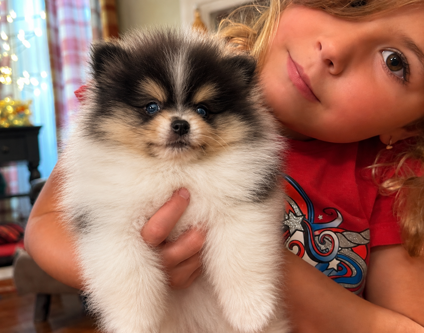 Young girl snuggling with her new black and white parti Pomeranian puppy from Cream-Puffs
