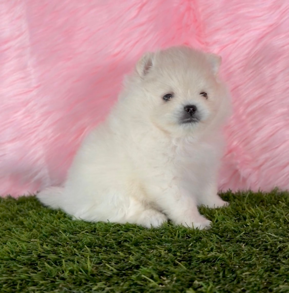 White Pomeranian puppy on pink background — Cream Puffs Pomeranians
