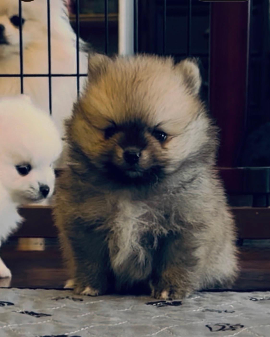 Sable Pomeranian puppy standing — Cream Puffs Pomeranians