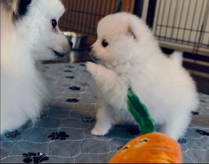 White Pomeranian puppies playing with toys — Cream Puffs Pomeranians