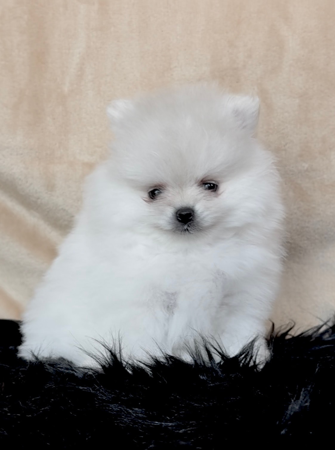 White Pomeranian puppy on black fur — Cream Puffs Pomeranians