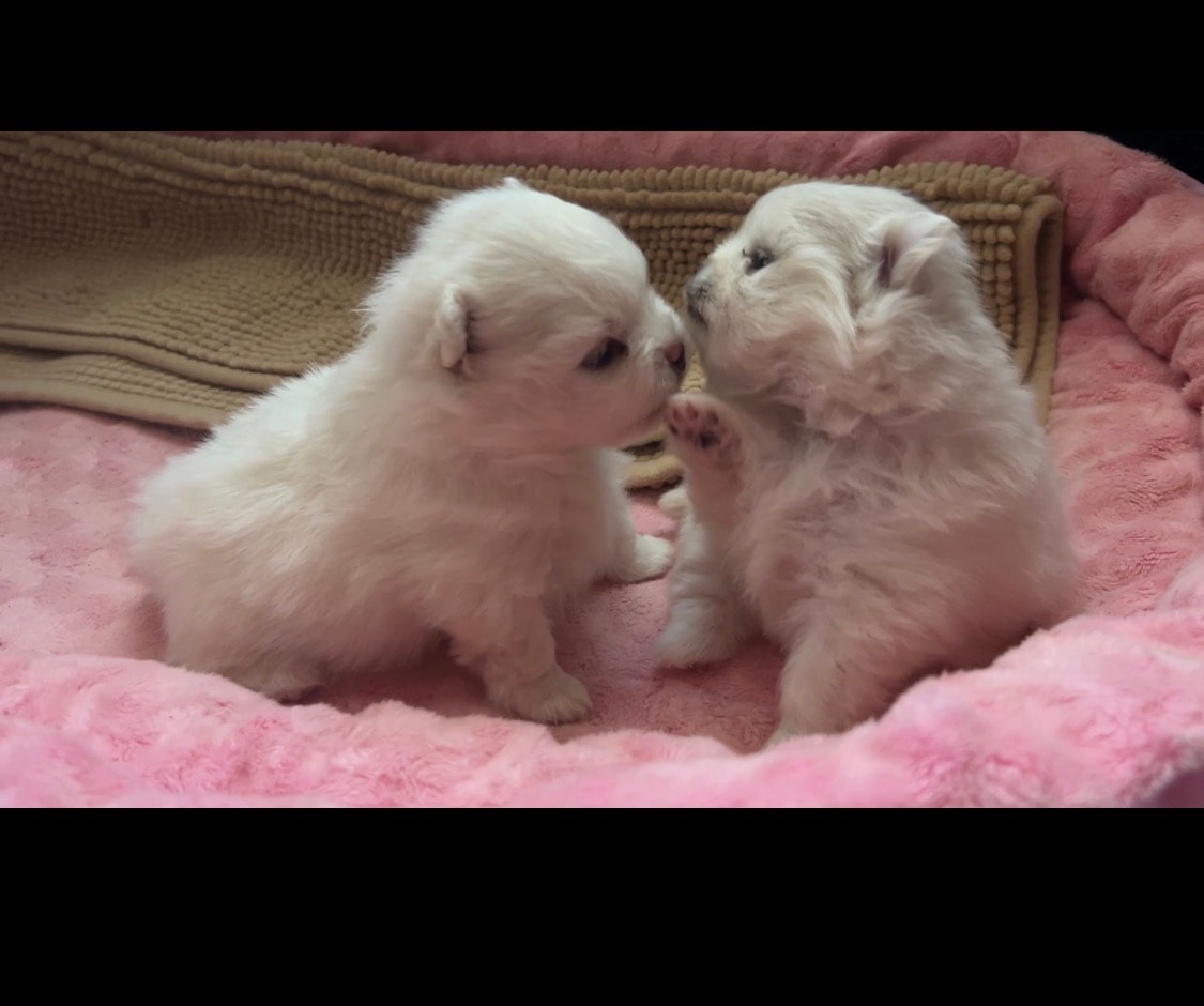 Two tiny white Pomeranian puppies on pink bedding — Cream Puffs Pomeranians