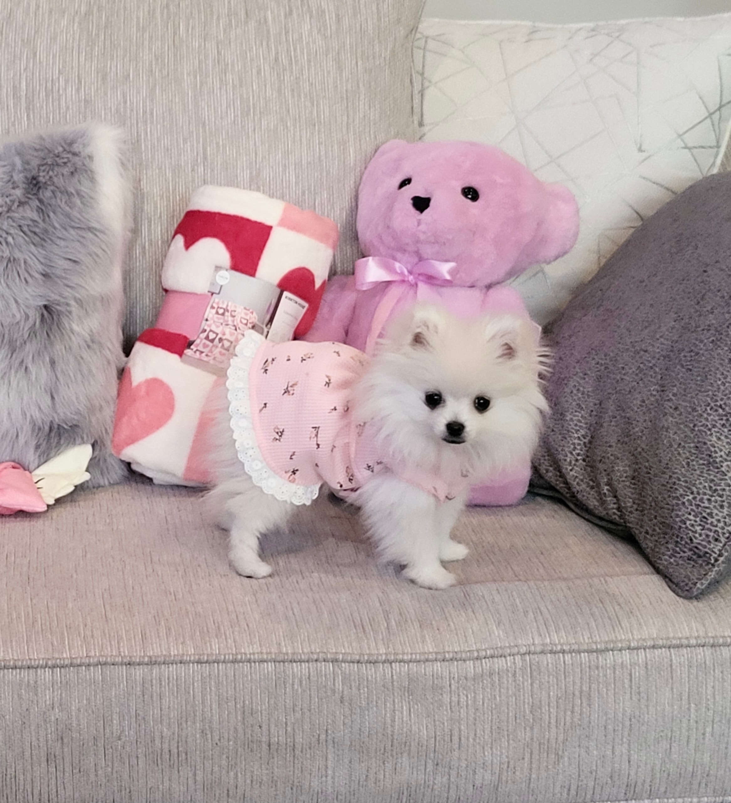 White Pomeranian in pink dress with stuffed animals — Cream Puffs Pomeranians