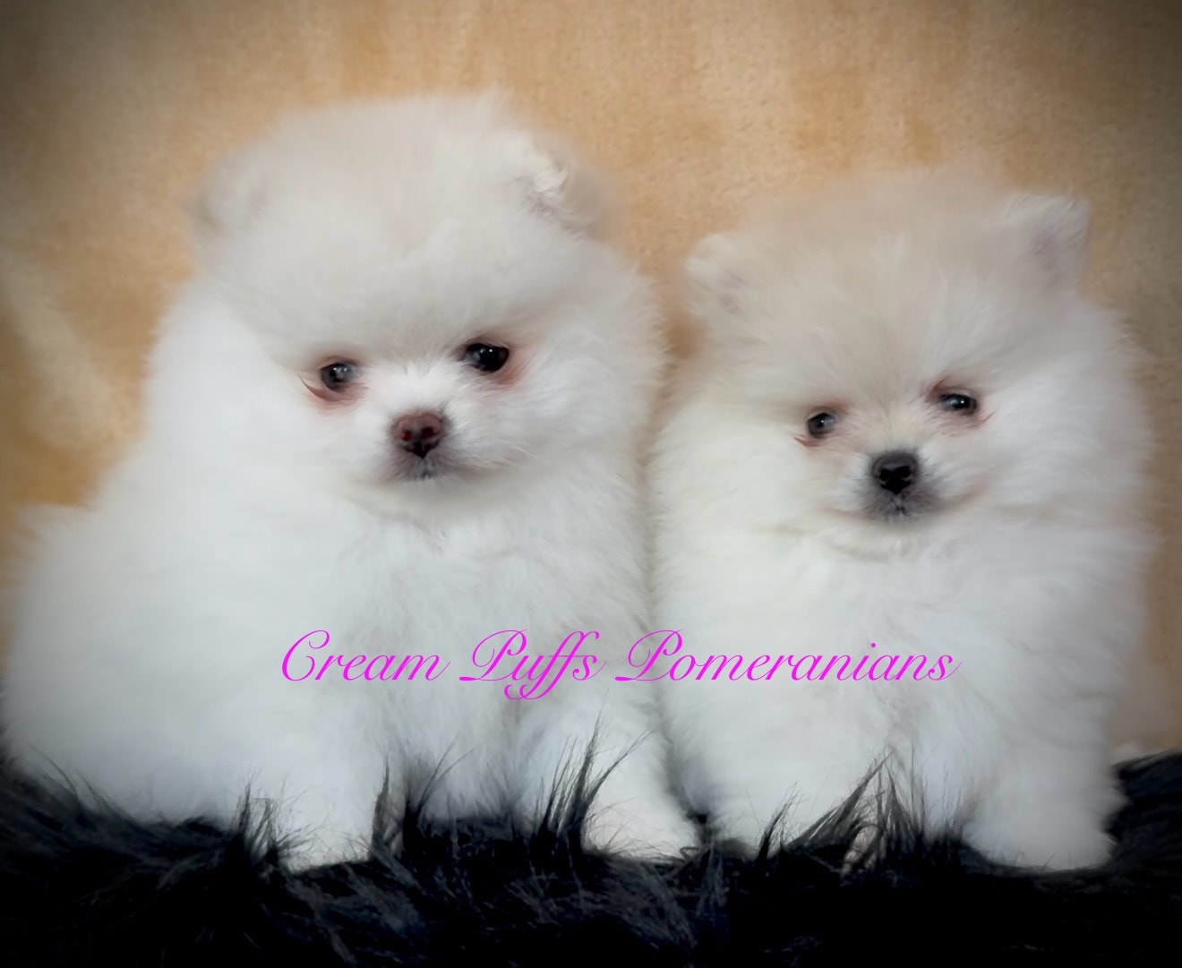 Two white Pomeranian puppies — Cream Puffs Pomeranians