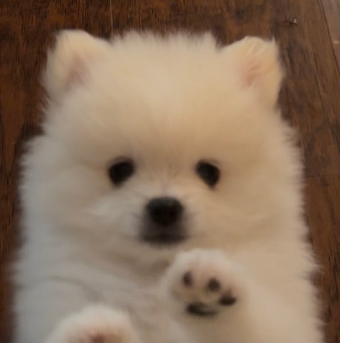 White Pomeranian puppy waving paw — Cream Puffs Pomeranians
