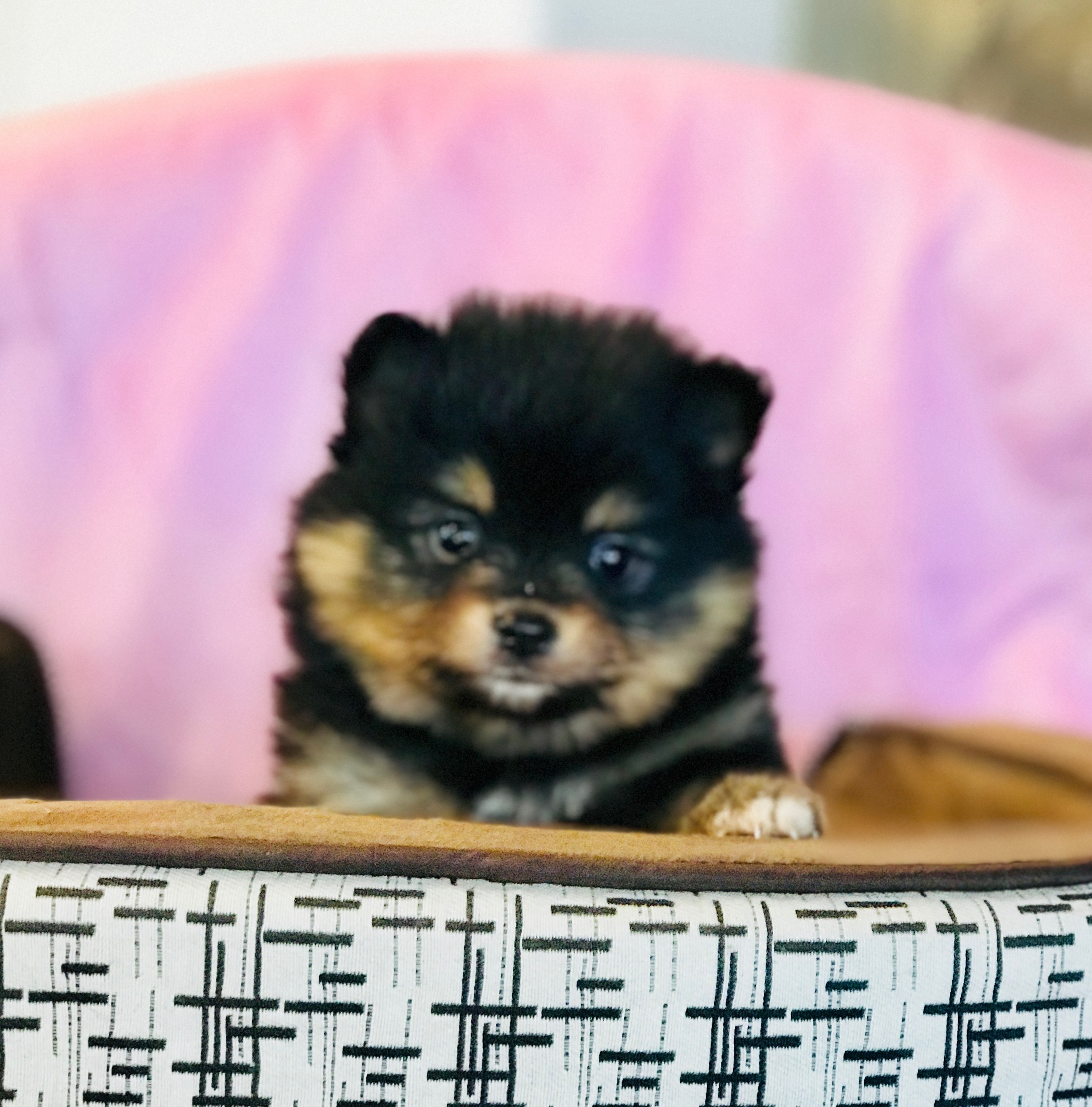 Black and tan Pomeranian puppy peeking over basket — Cream Puffs Pomeranians