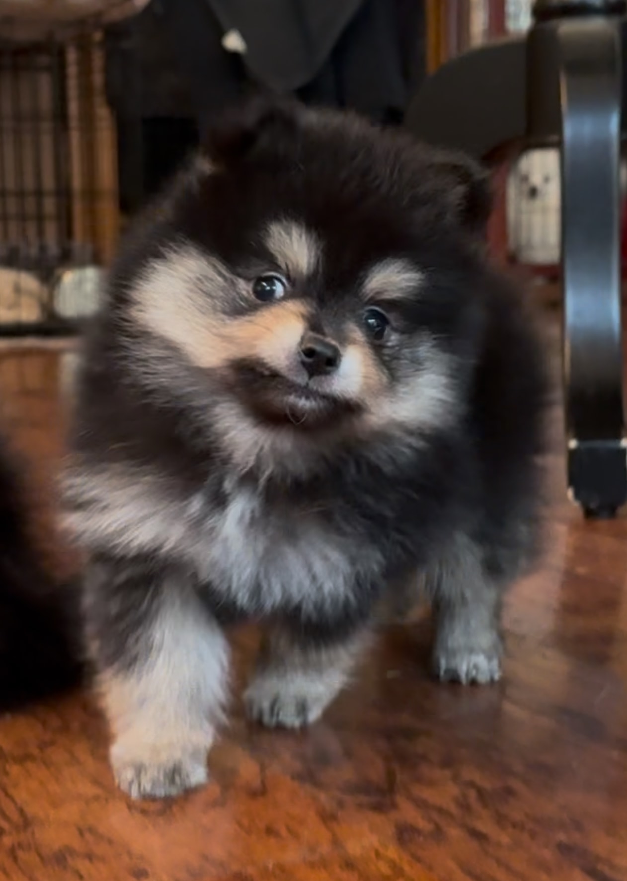 Fluffy black and tan Pomeranian puppy standing — Cream Puffs Pomeranians