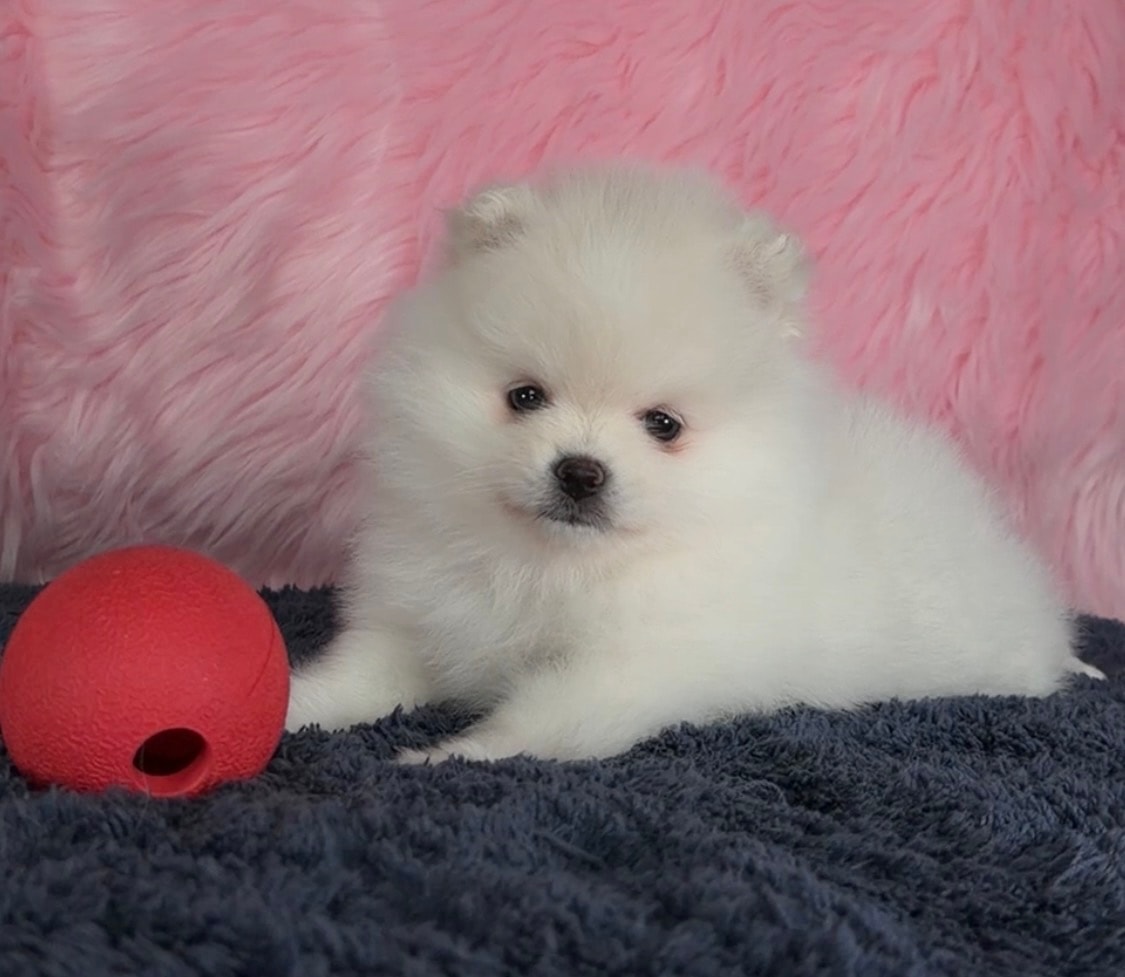 White Pomeranian puppy with red ball — Cream Puffs Pomeranians