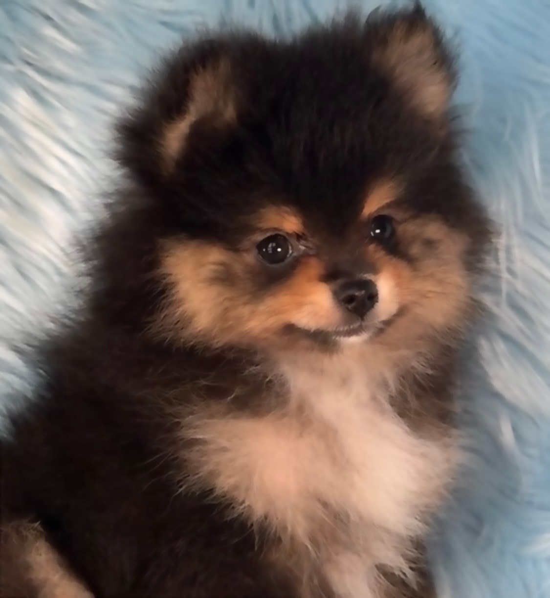 Cute black and tan Pomeranian puppy — Cream Puffs Pomeranians