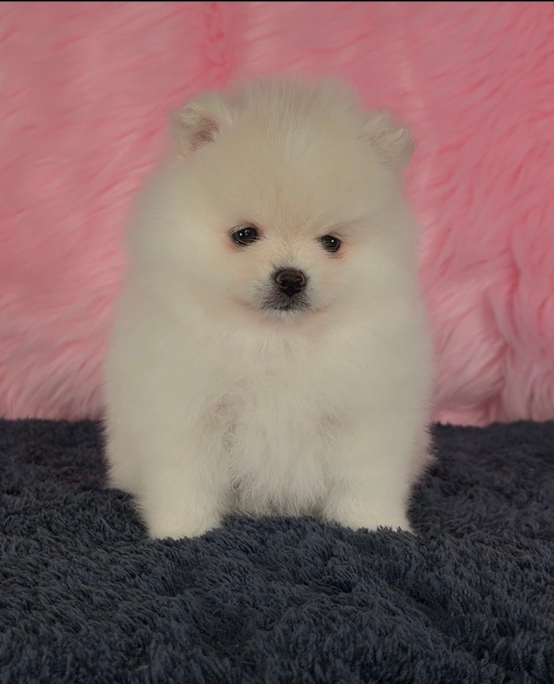 Fluffy white Pomeranian puppy on pink fur — Cream Puffs Pomeranians