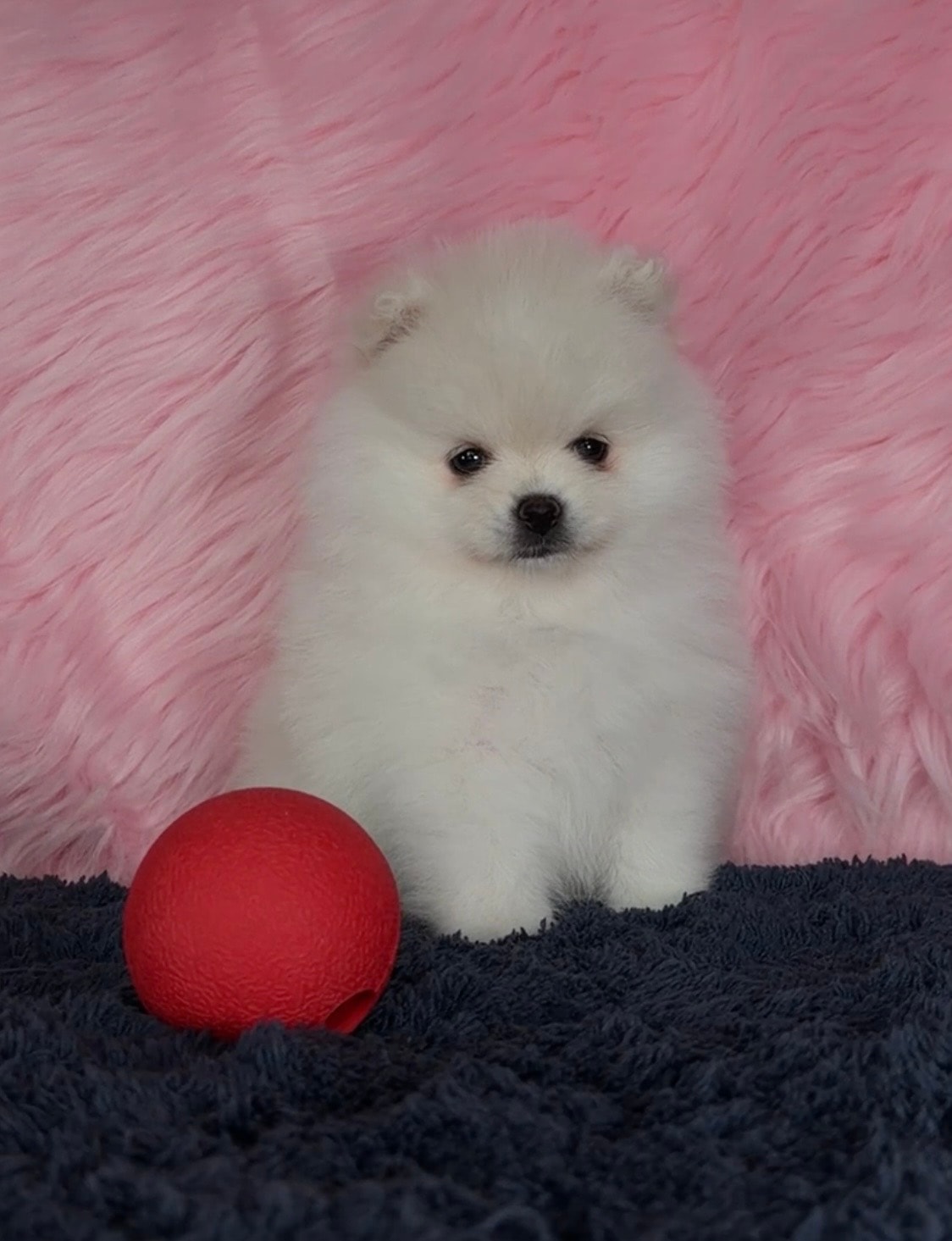 White Pomeranian puppy with red ball on pink fur — Cream Puffs Pomeranians