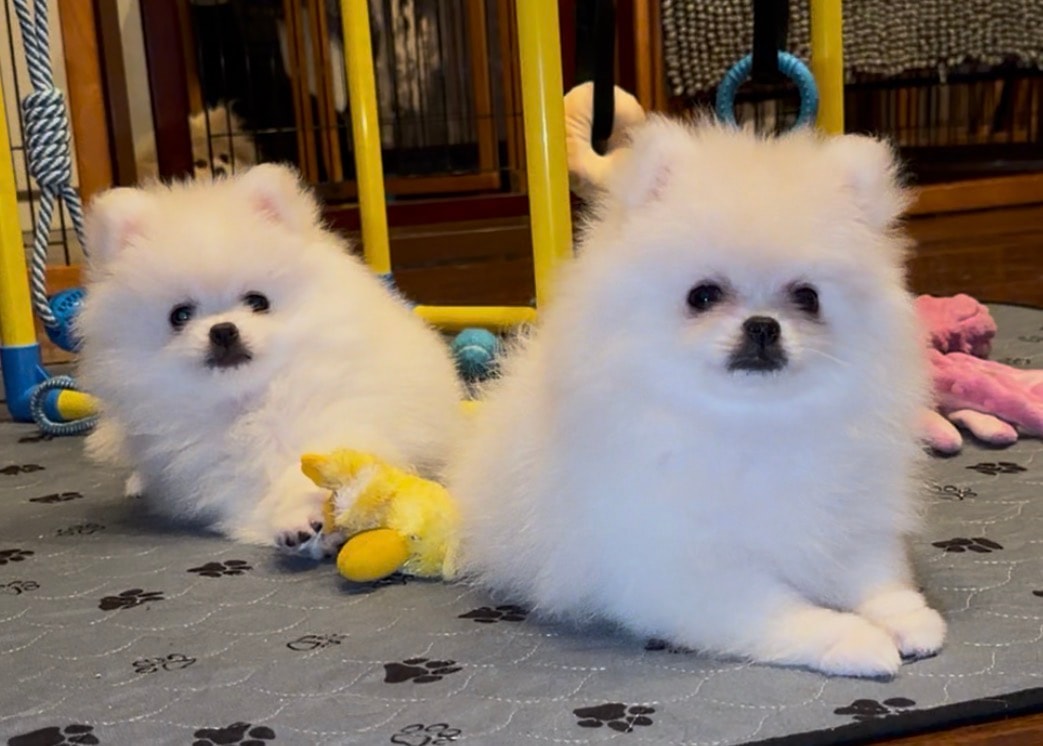 Two fluffy white Pomeranian puppies playing — Cream Puffs Pomeranians