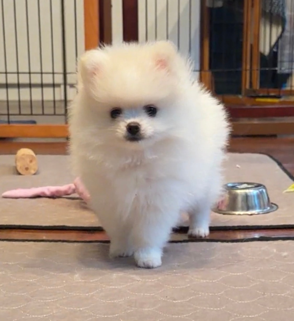 White Pomeranian puppy standing indoors — Cream Puffs Pomeranians