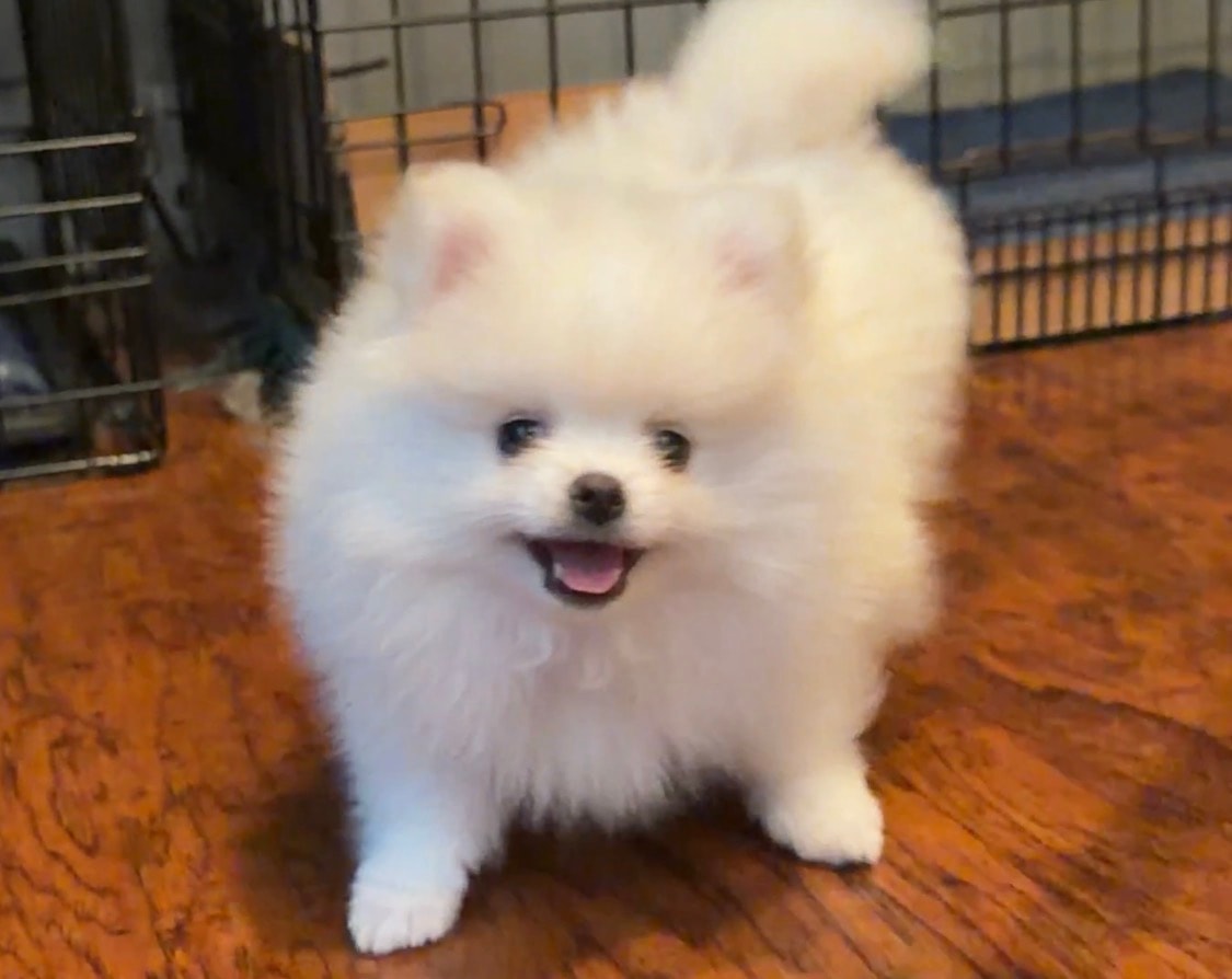 White Pomeranian puppy smiling — Cream Puffs Pomeranians