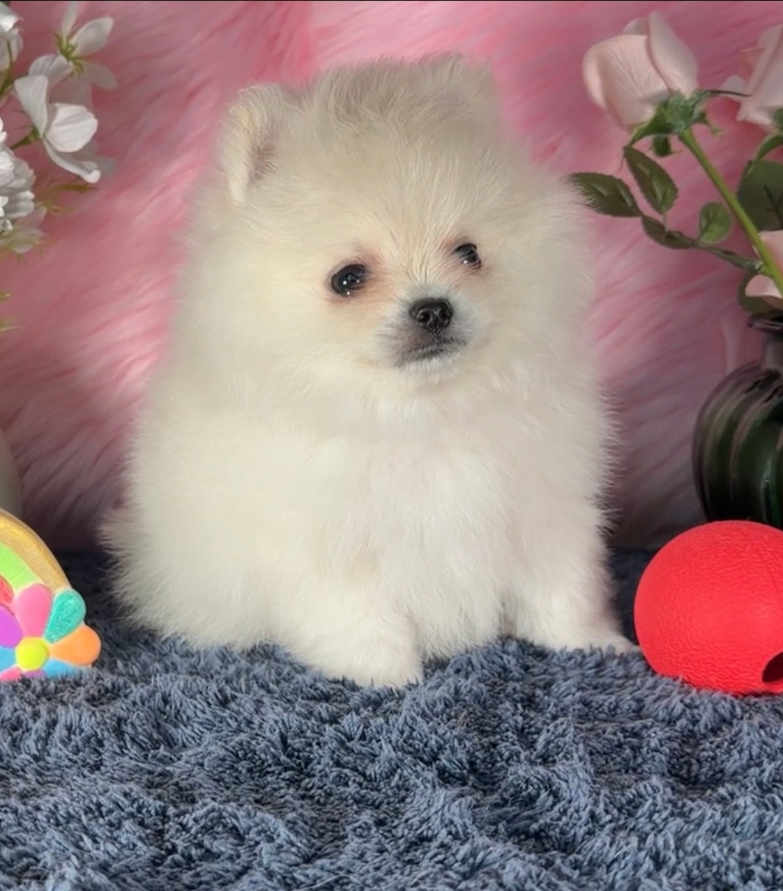 White Pomeranian puppy on pink fur with flowers — Cream Puffs Pomeranians