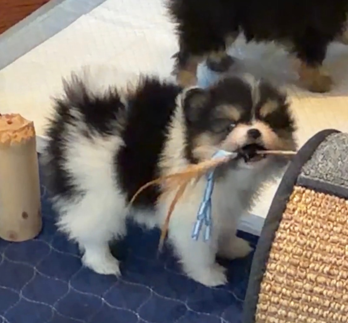 Parti Pomeranian puppy playing with toy — Cream Puffs Pomeranians