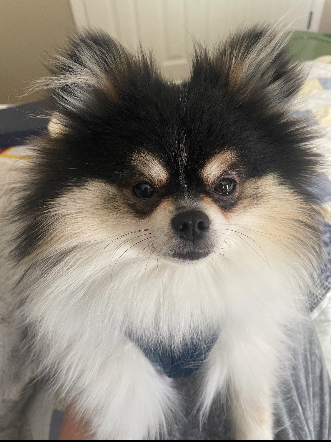 Black and white parti Pomeranian puppy — Cream Puffs Pomeranians
