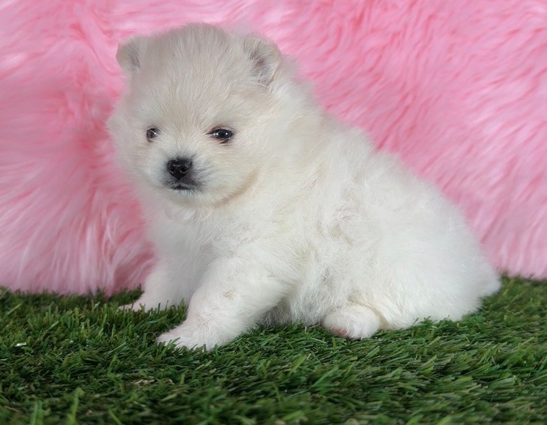 White Pomeranian puppy on grass — Cream Puffs Pomeranians