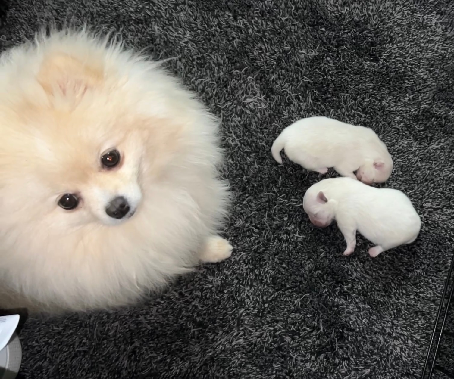 Cream Pomeranian mom with newborn puppies — Cream Puffs Pomeranians