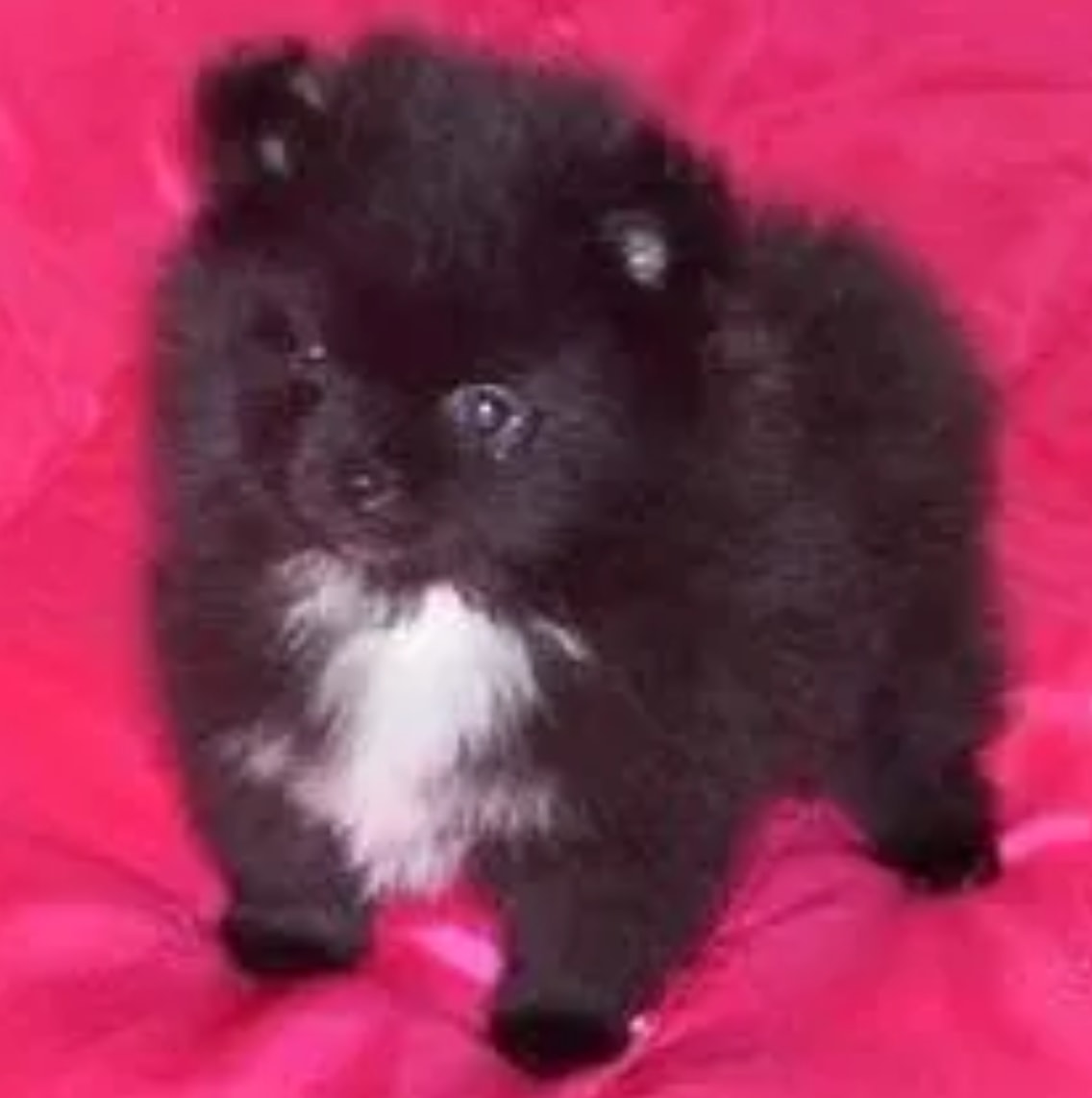 Black Pomeranian puppy on pink background — Cream Puffs Pomeranians