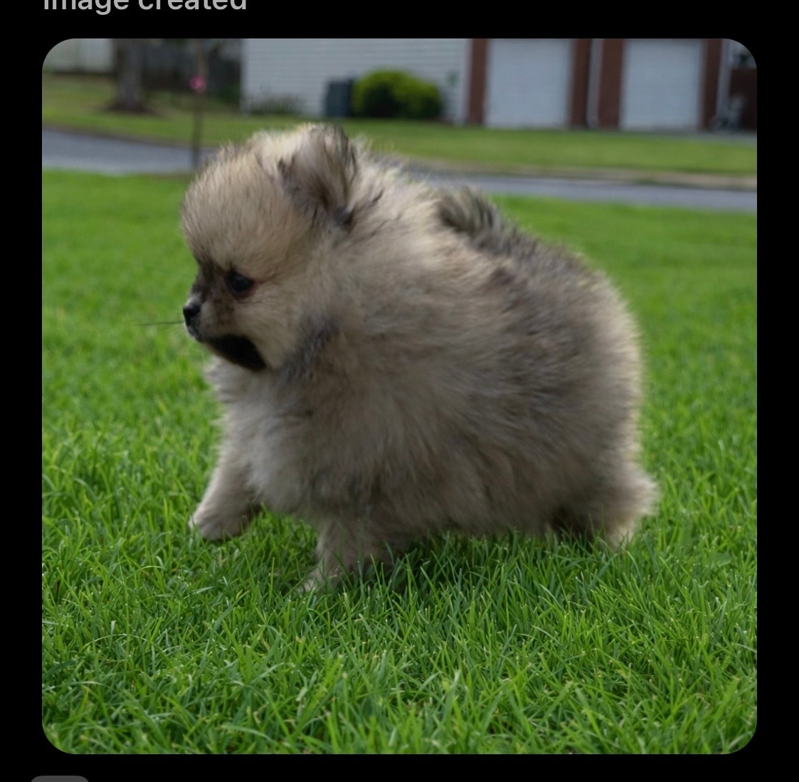 Fluffy Pomeranian puppy outside — Cream Puffs Pomeranians