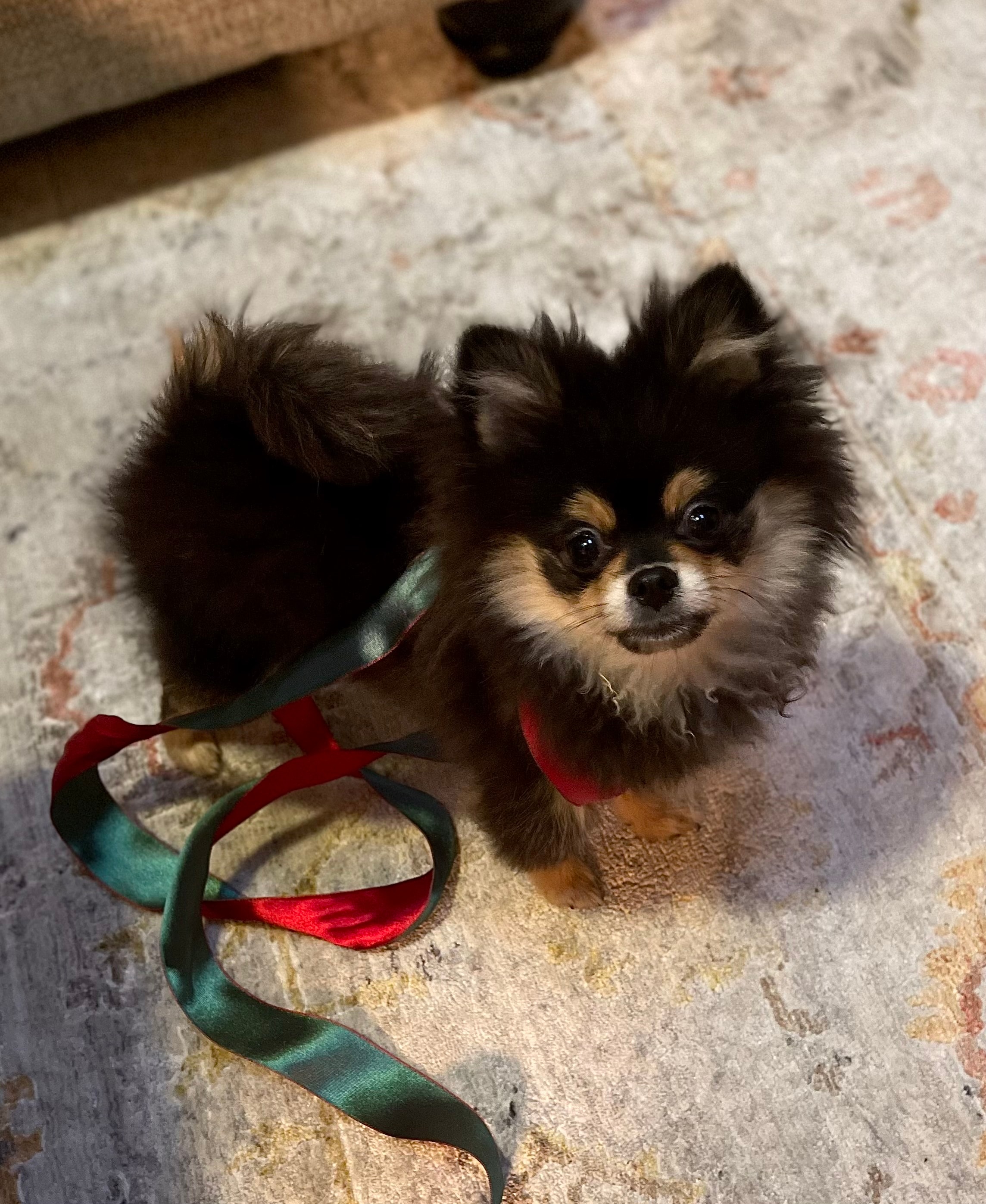 Black and tan Pomeranian with ribbons — Cream Puffs Pomeranians