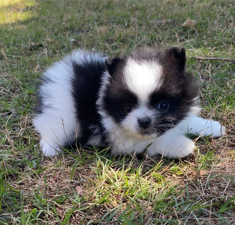 Black and white parti Pomeranian puppy — Cream Puffs Pomeranians