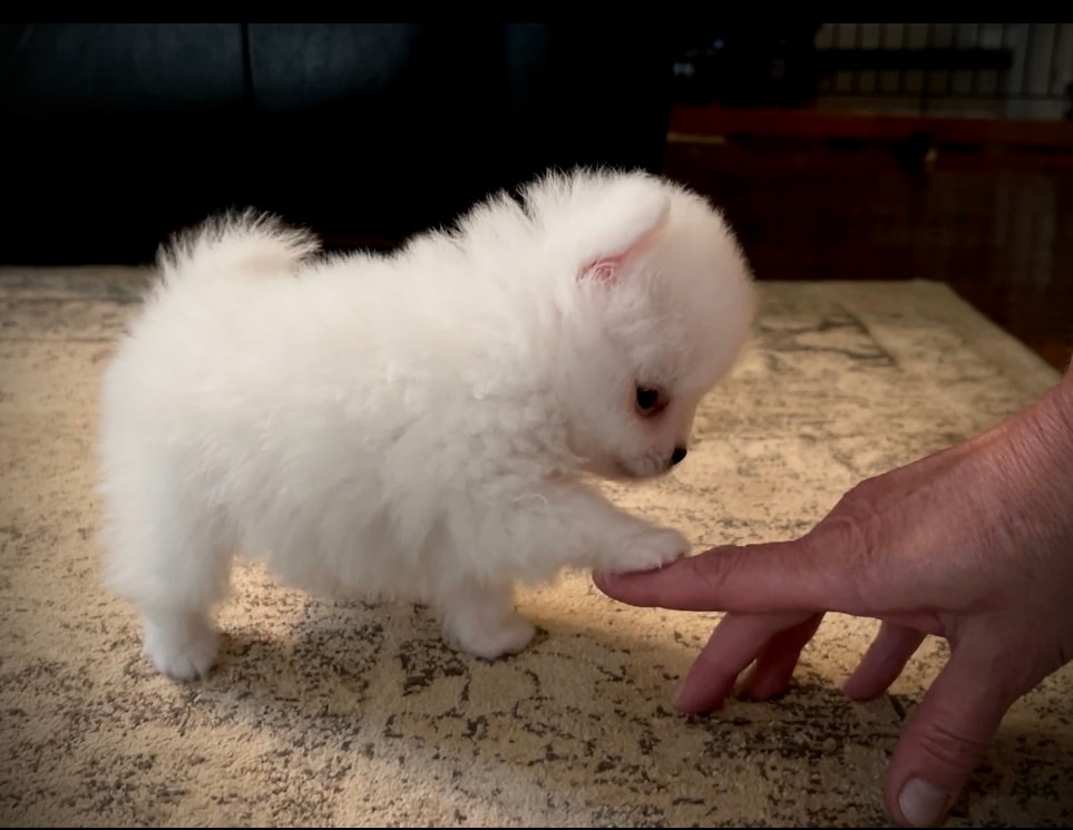 Tiny white Pomeranian puppy fist bump — Cream Puffs Pomeranians