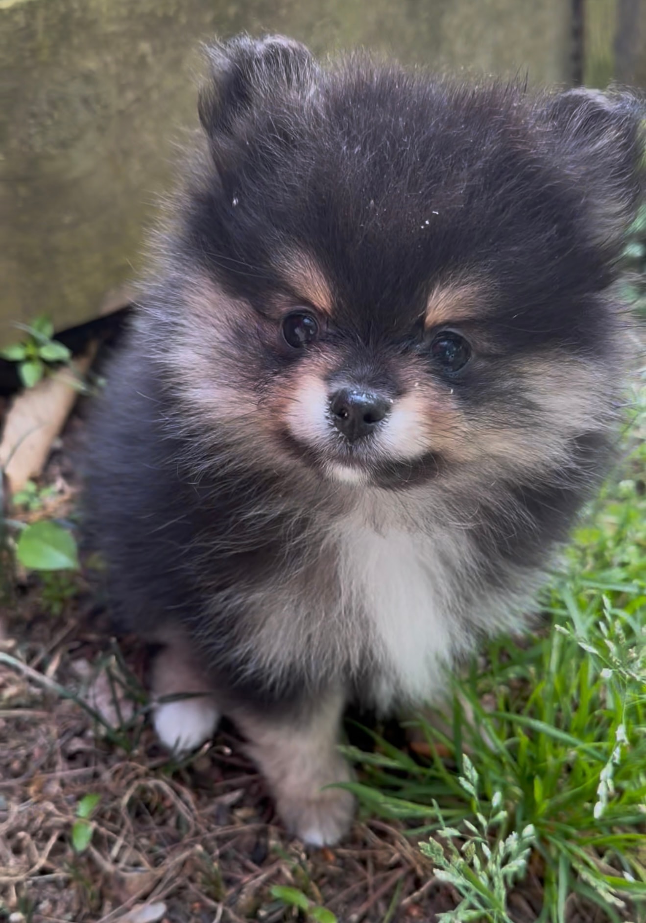 Black and tan Pomeranian puppy outside — Cream Puffs Pomeranians