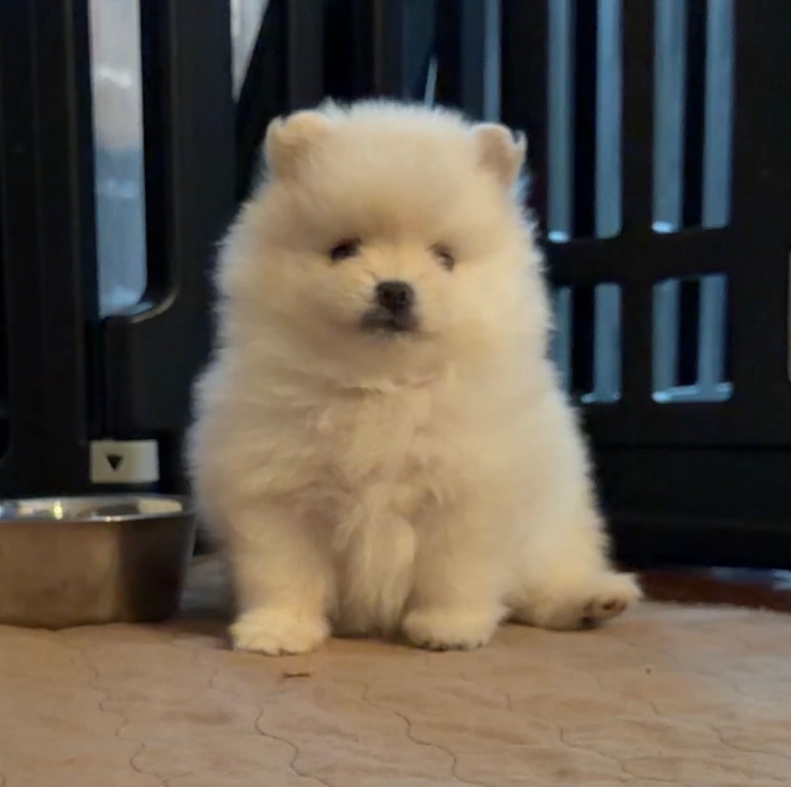 Fluffy white Pomeranian puppy sitting — Cream Puffs Pomeranians