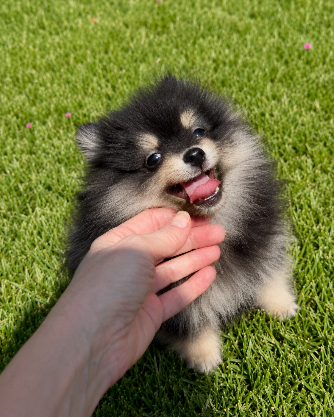 Black and tan Pomeranian puppy licking hand — raised in our home at Cream-Puffs Pomeranians