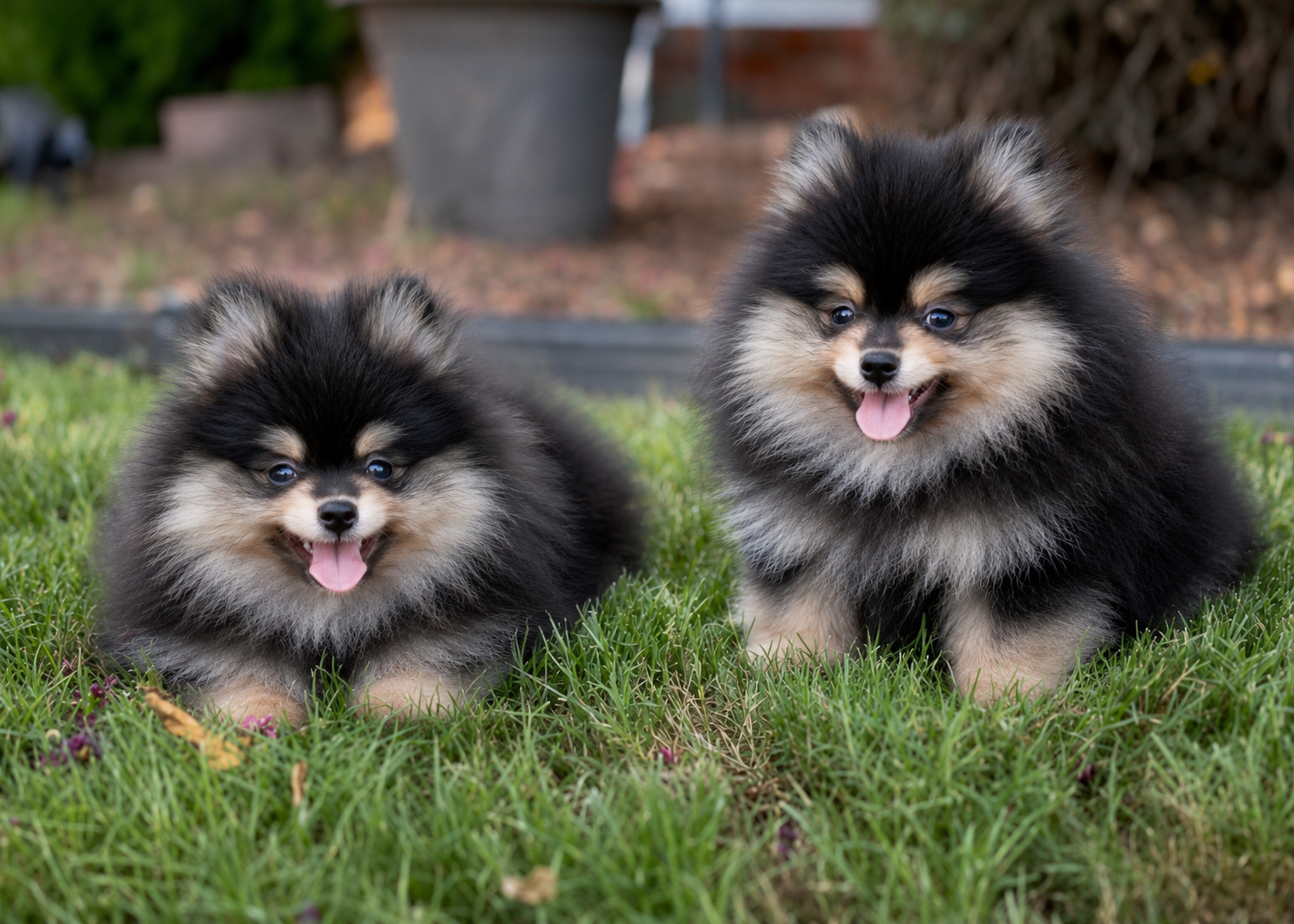 Two black and tan Pomeranian puppies sitting on grass — raised in our home at Cream-Puffs Pomeranians