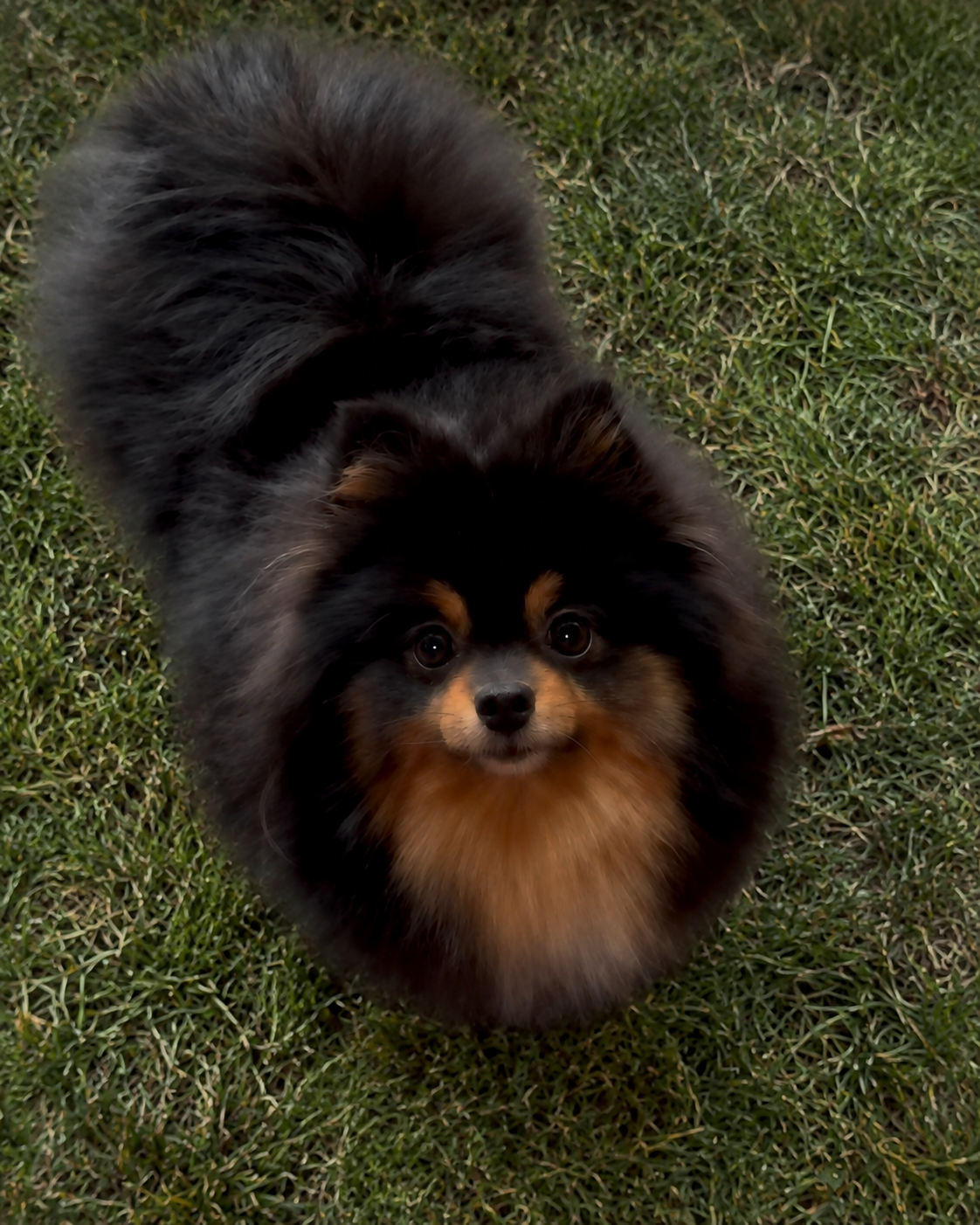 Fluffy black and tan Pomeranian looking up on grass — raised in our home at Cream-Puffs Pomeranians
