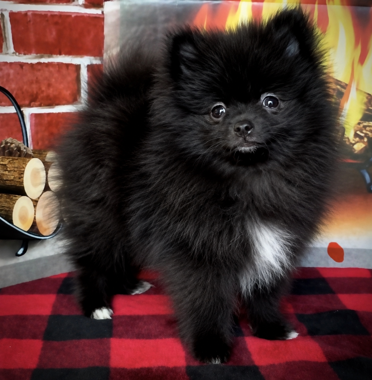 Black Pomeranian puppy — raised in our home at Cream-Puffs Pomeranians