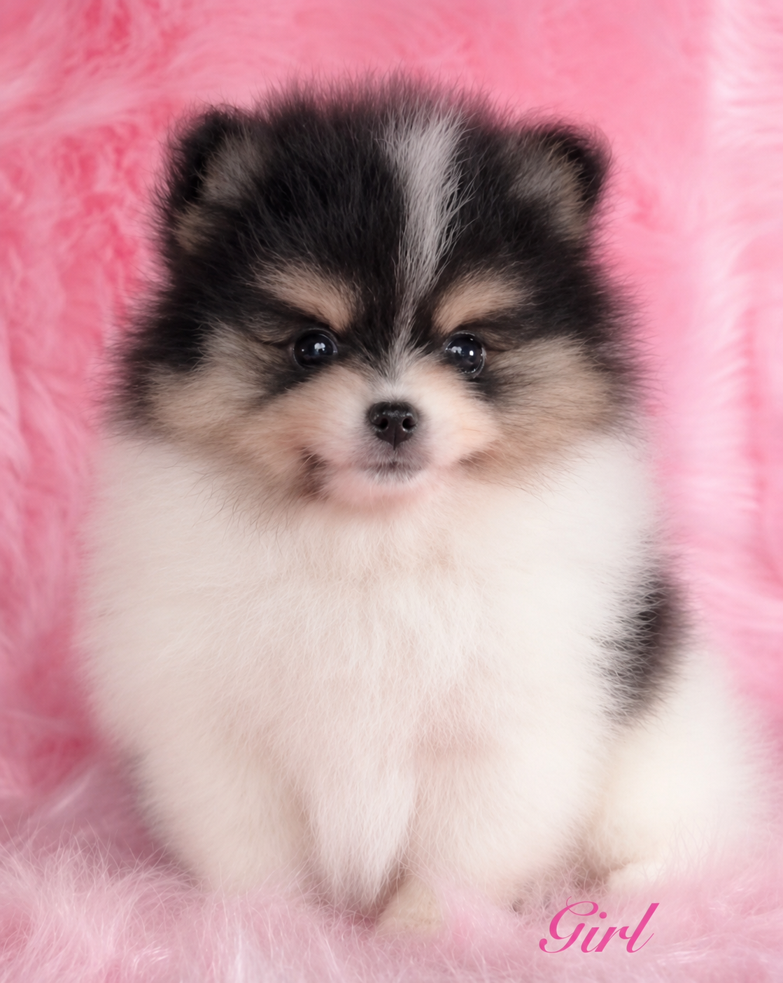 Parti Pomeranian puppy — raised in our home at Cream-Puffs Pomeranians