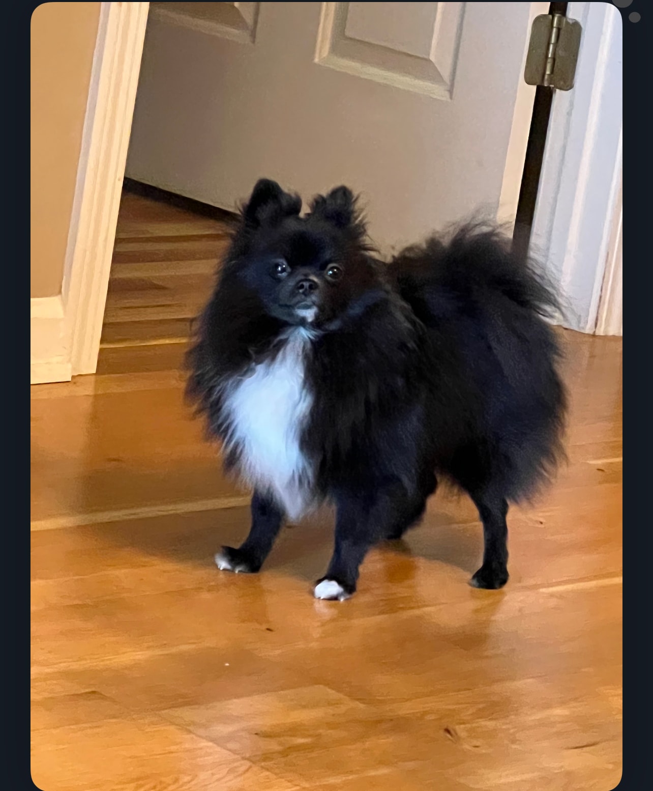 Beautiful black and white parti Pomeranian Isabelle — raised in our home at Cream-Puffs Pomeranians