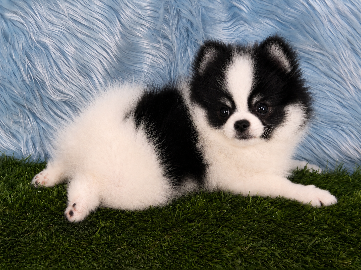 Adorable black and white parti Pomeranian puppy lying on grass — raised in our home at Cream-Puffs Pomeranians