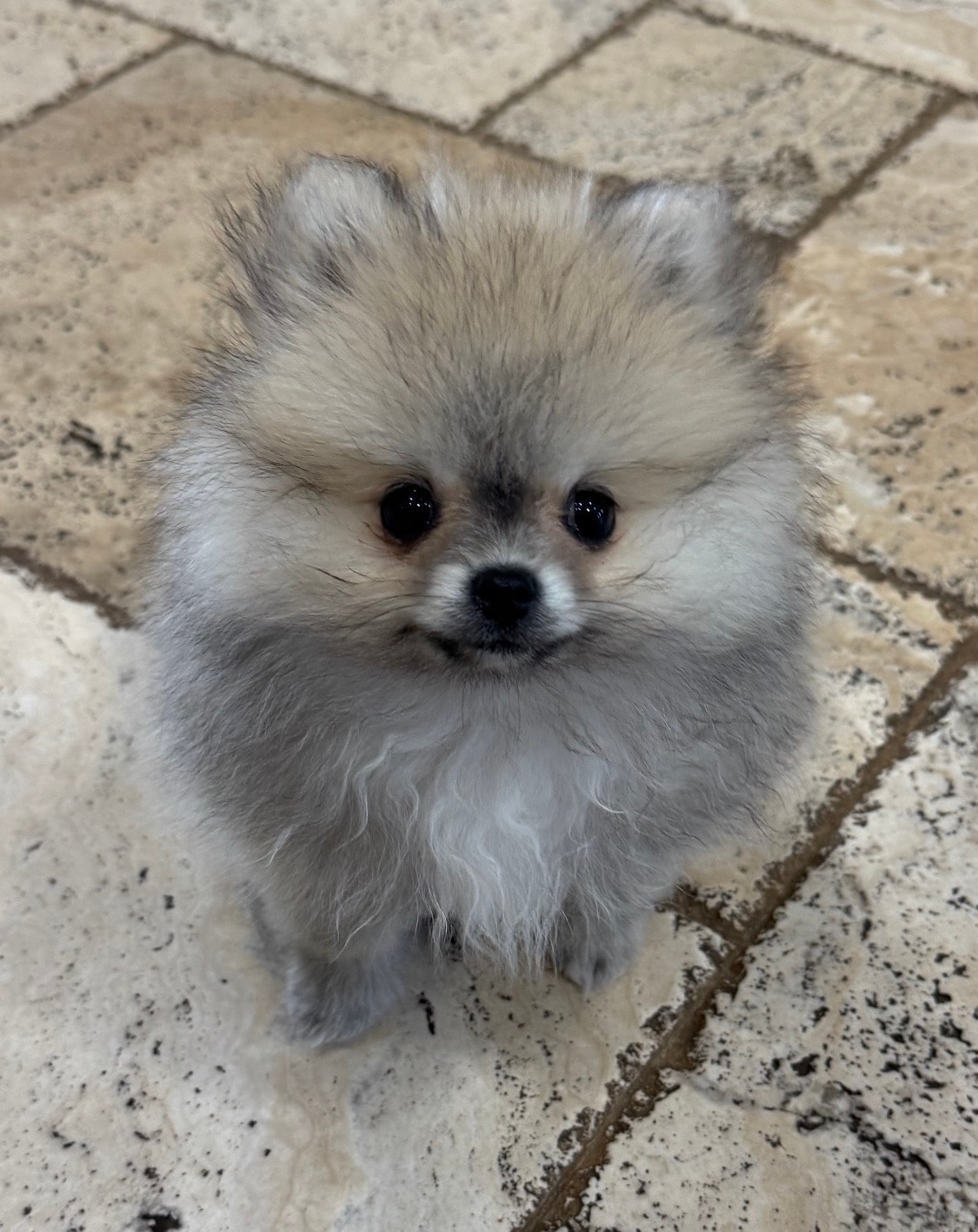 Fluffy sable Pomeranian puppy sitting on tile floor — raised in our home at Cream-Puffs Pomeranians