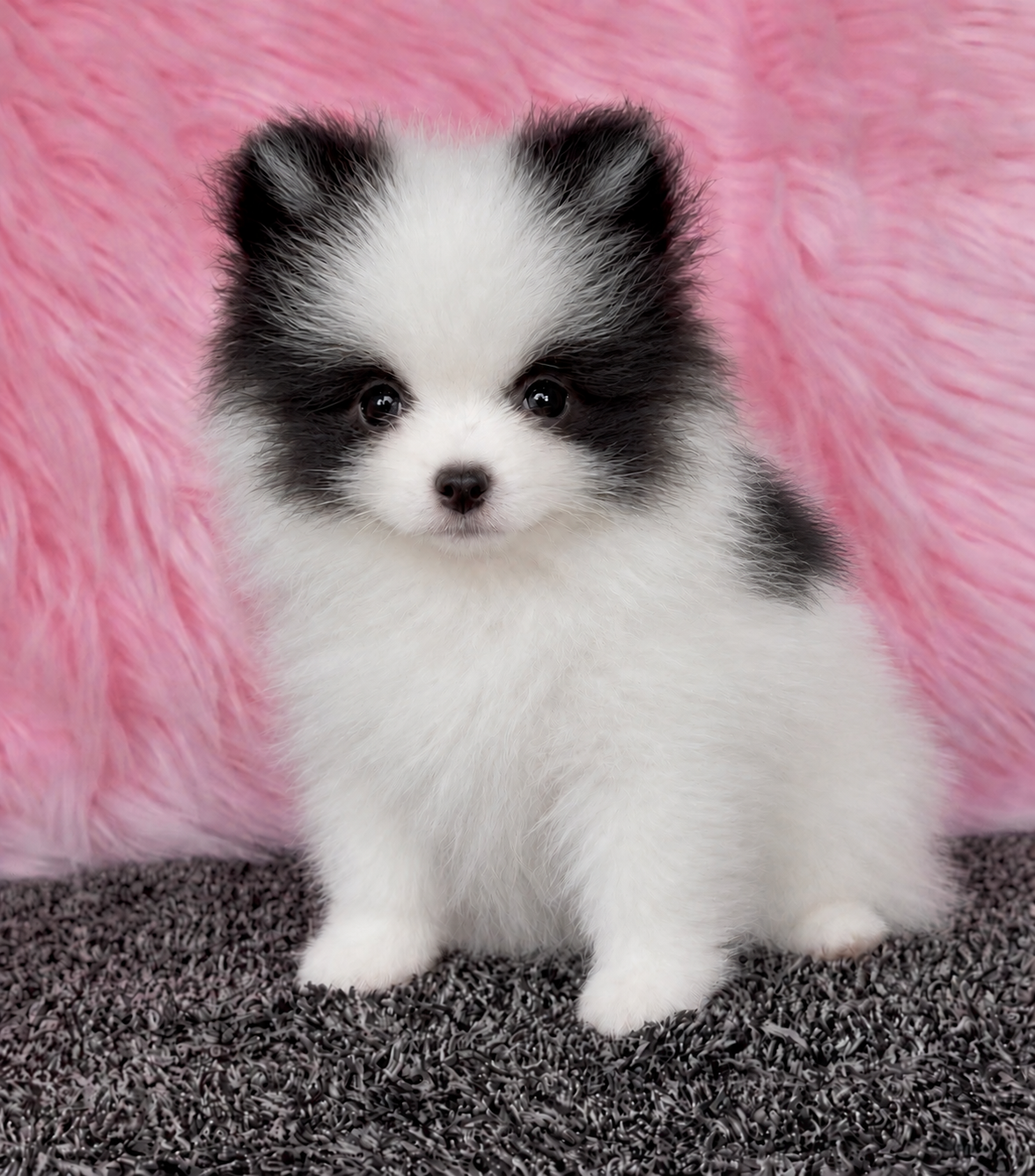 Black and white parti Pomeranian — raised in our home at Cream-Puffs Pomeranians