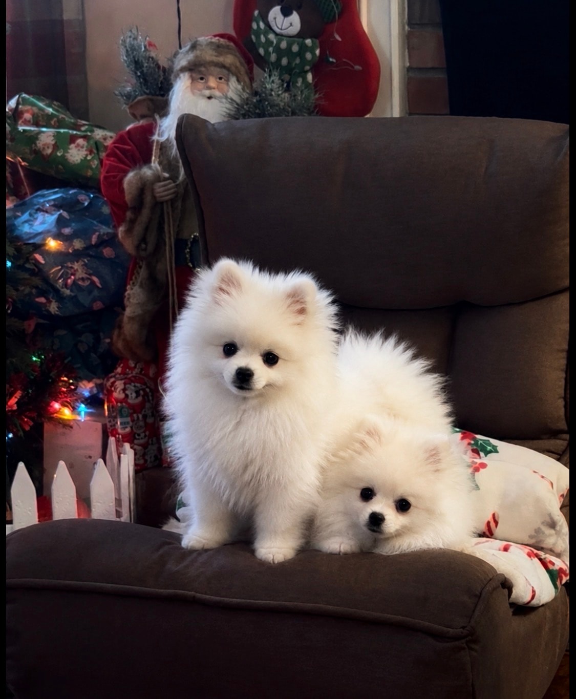 Two fluffy white Pomeranian puppies on a couch by the Christmas tree — Cream-Puffs Pomeranians