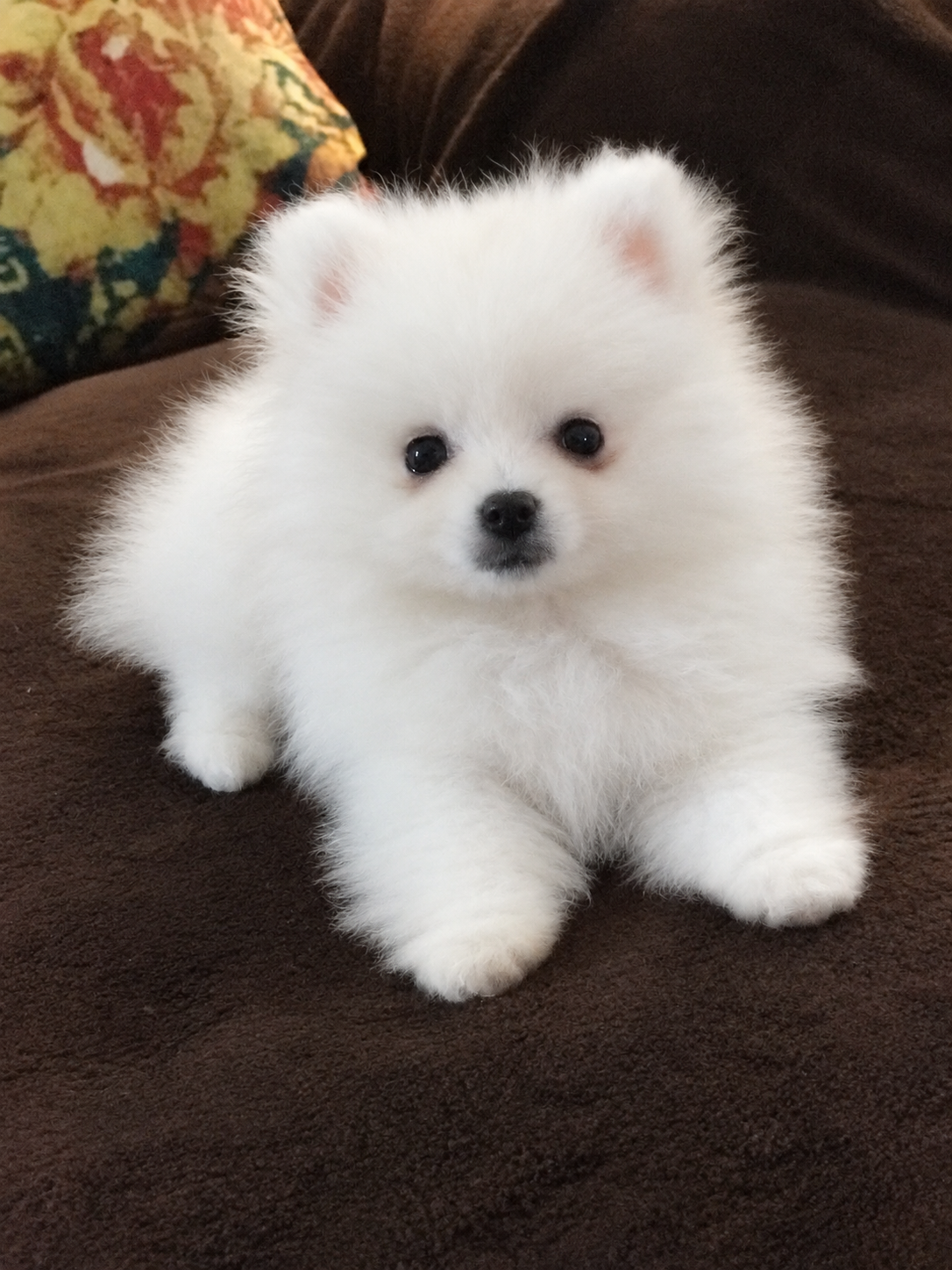 Fluffy white Pomeranian puppy lounging on brown couch — raised in our home at Cream-Puffs Pomeranians