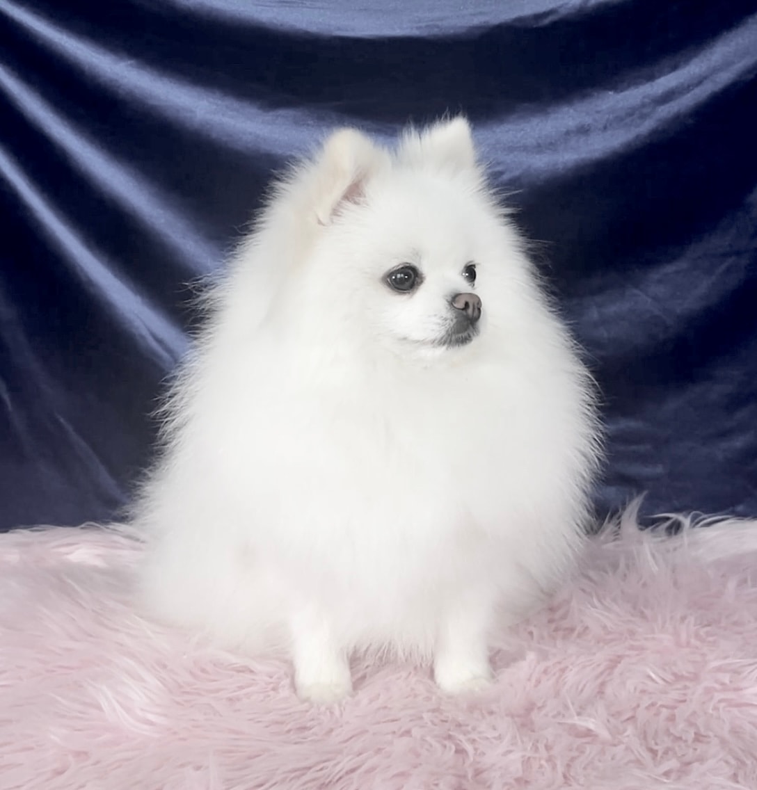 White Pomeranian standing on grass — raised in our home at Cream-Puffs Pomeranians