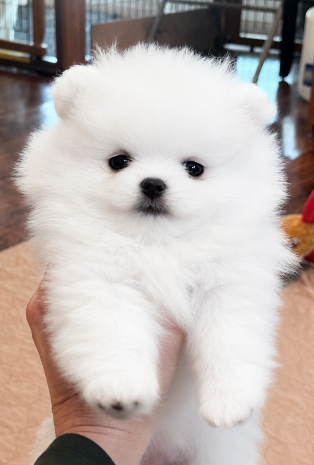 Fluffy white Pomeranian puppy being held — raised in our home at Cream-Puffs Pomeranians