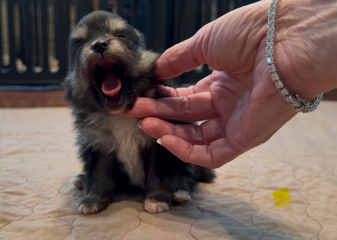 Puppy #1 photo 1