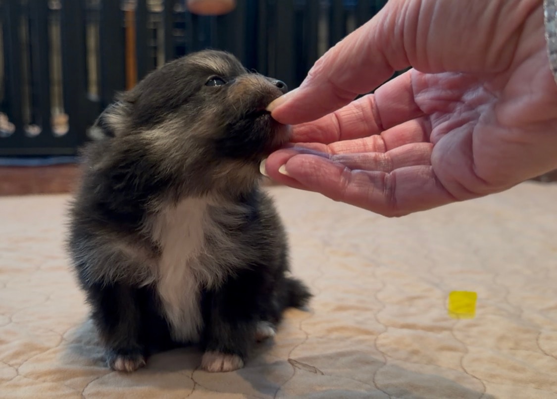 Puppy #1 photo 2