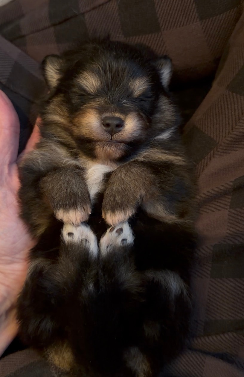 Puppy #1 photo 3