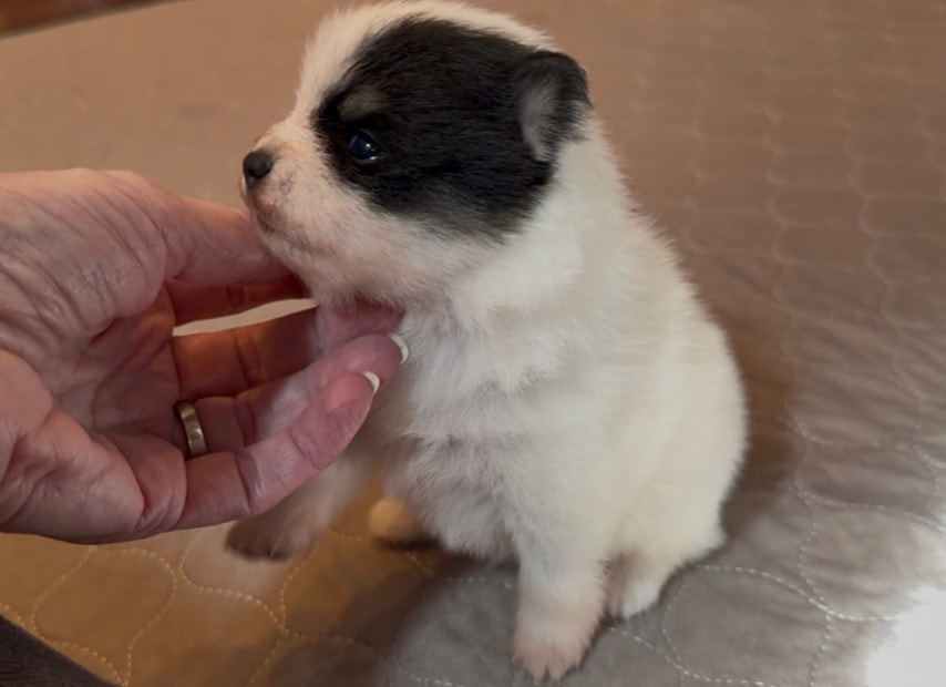 Puppy #2 photo 1