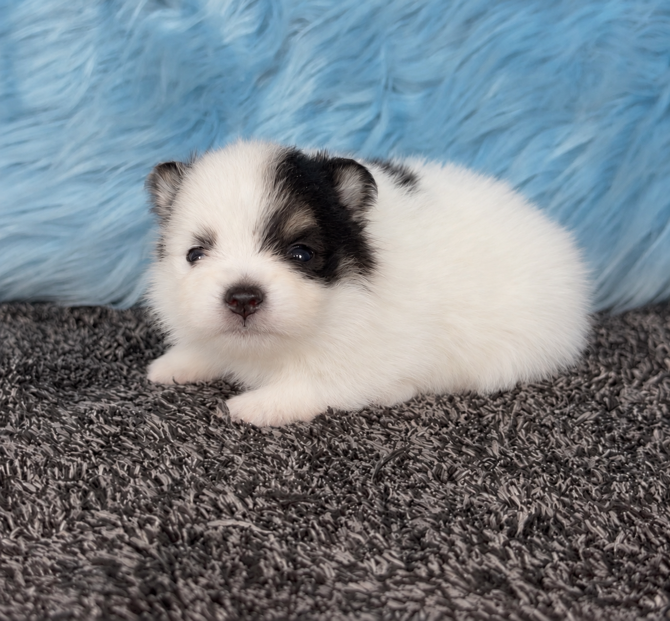 Puppy #2 photo 2
