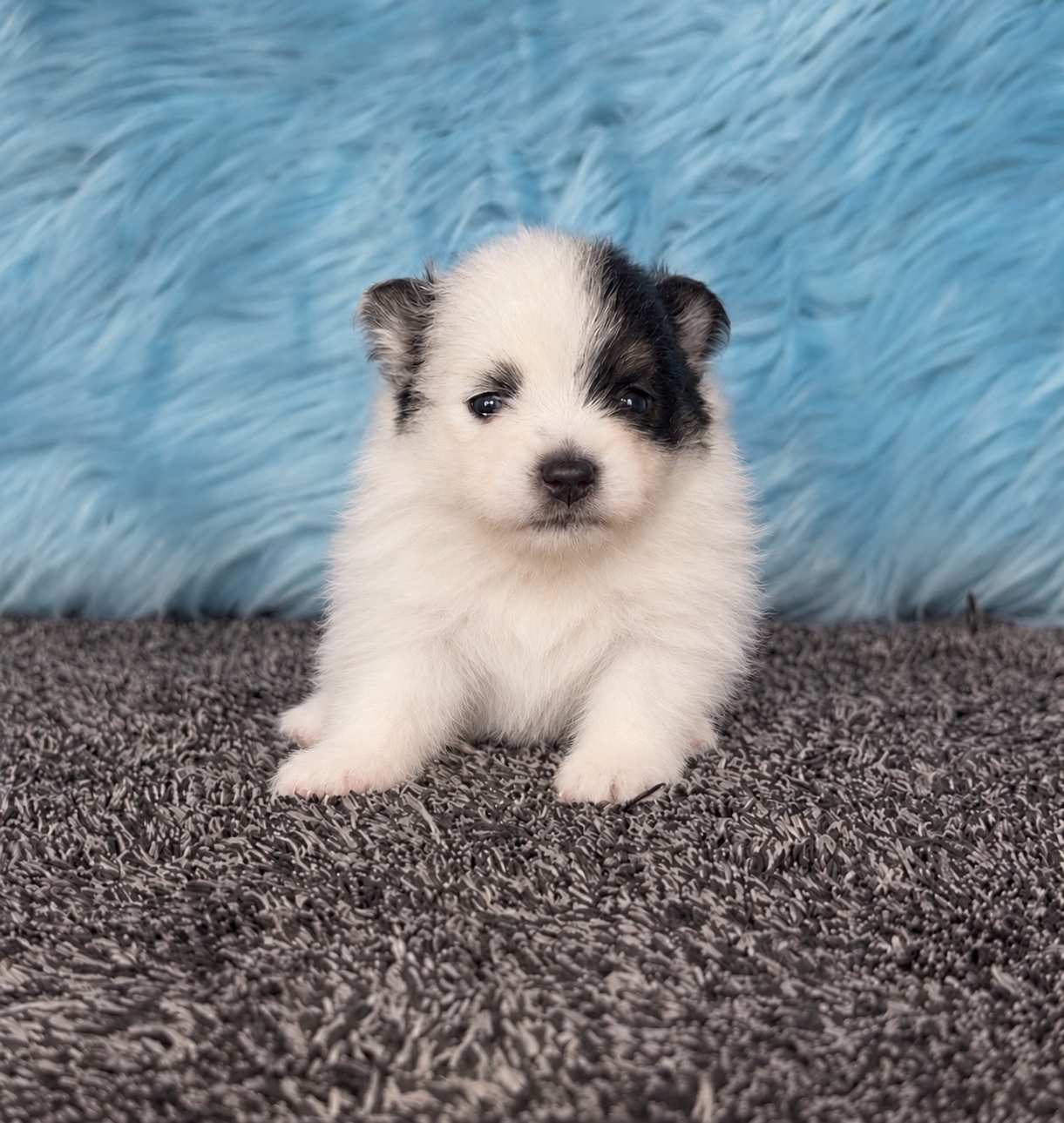 Puppy #2 photo 3
